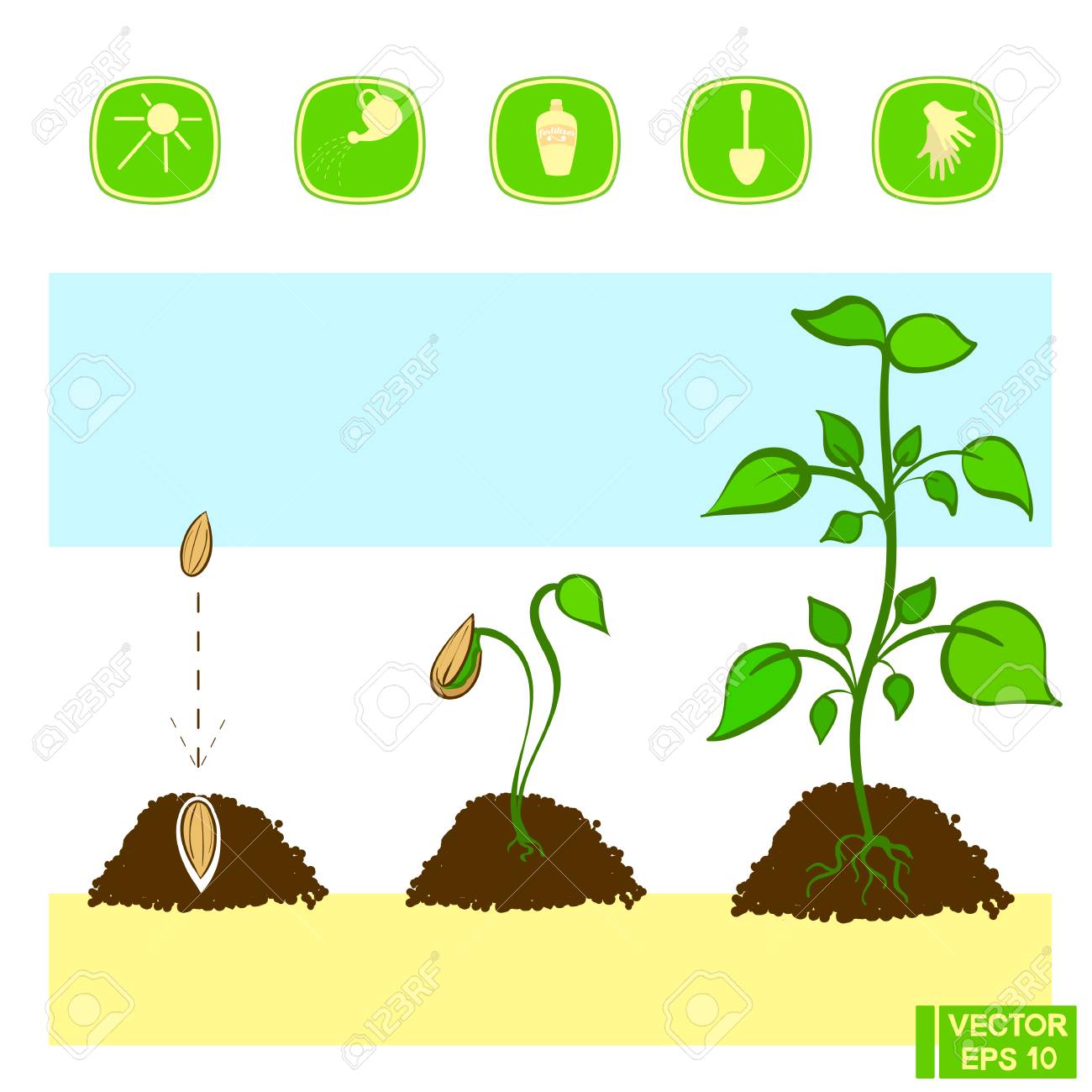 Vector Illustration. Cultivation Of A Plant. Stages Of Seedling Germination.  Growing A Plant From Seeds Royalty Free SVG, Cliparts, Vectors, and Stock  Illustration. Image 86227284., image size:1300x1300