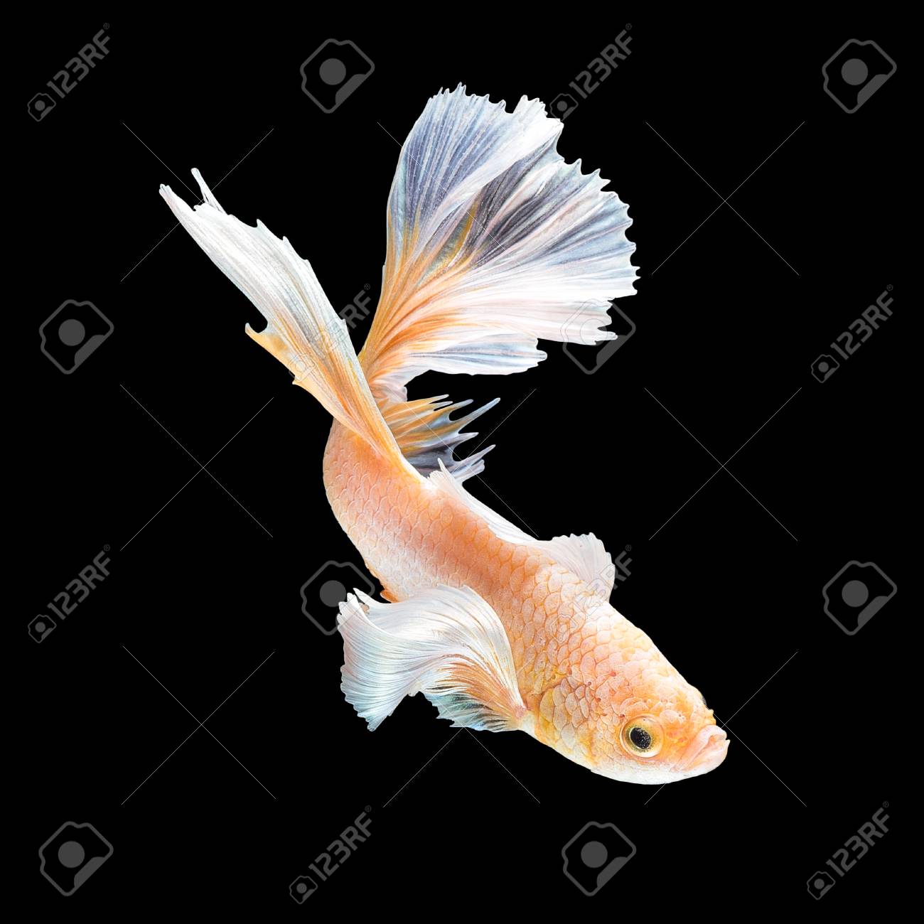 Betta の魚 黒い背景に分離したシャムの戦いの魚の芸術運動を閉じます 美術デザイン コンセプト の写真素材 画像素材 Image