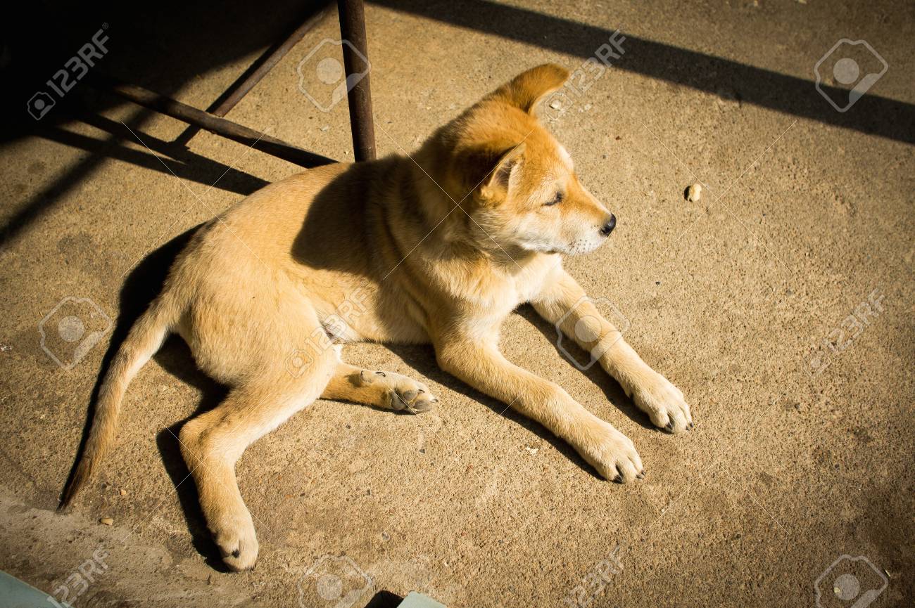 Un Peu Petit Chien Tres Mignon Banque D Images Et Photos Libres