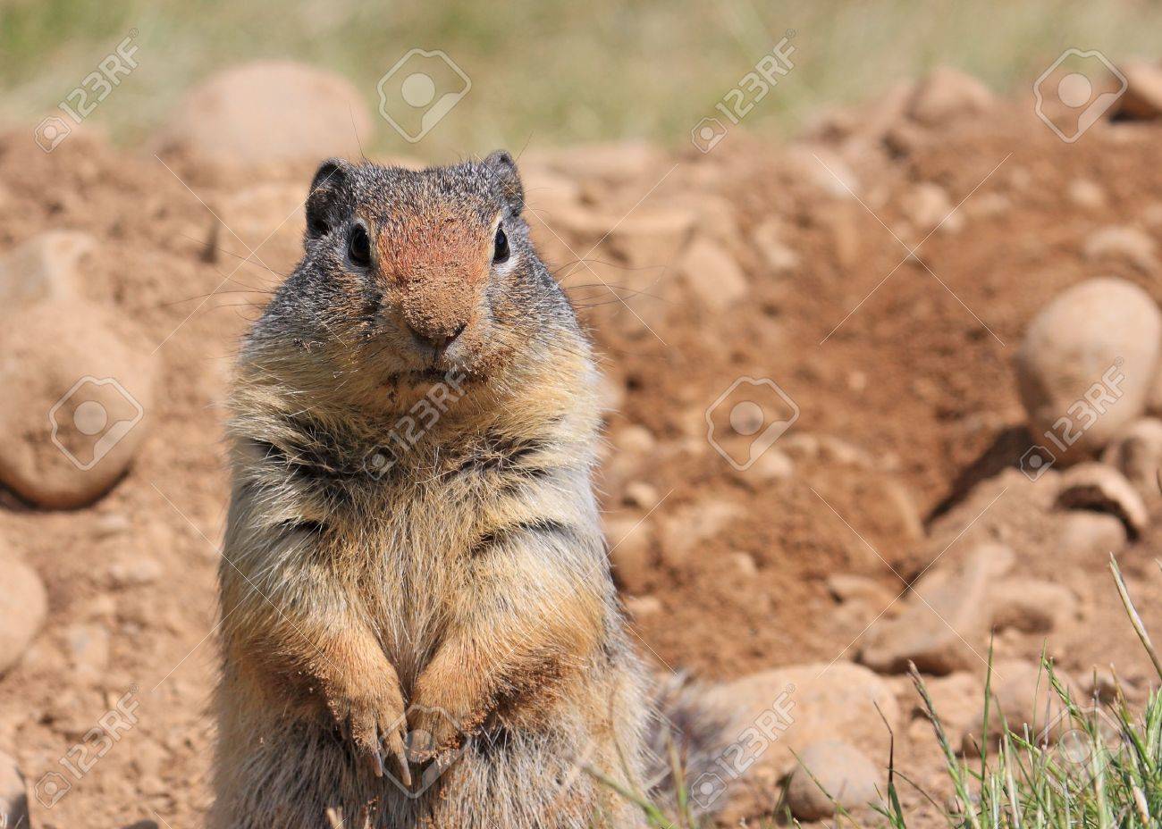 コロンビアの地上リスを見てカメラ鼻の汚い巣穴を掘った後 の写真素材