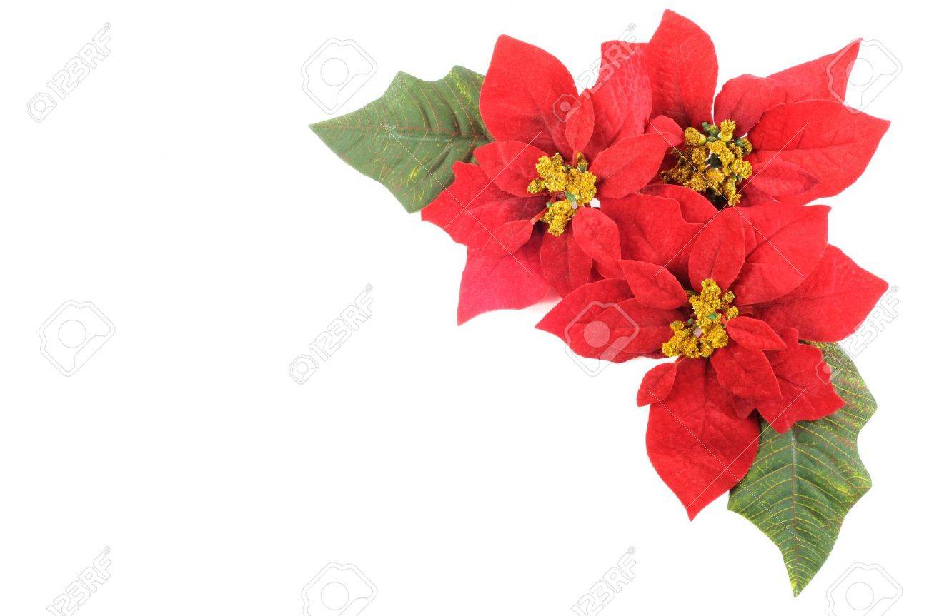 白い背景の上でクリスマスの花ポインセチアの葉します の写真素材 画像素材 Image