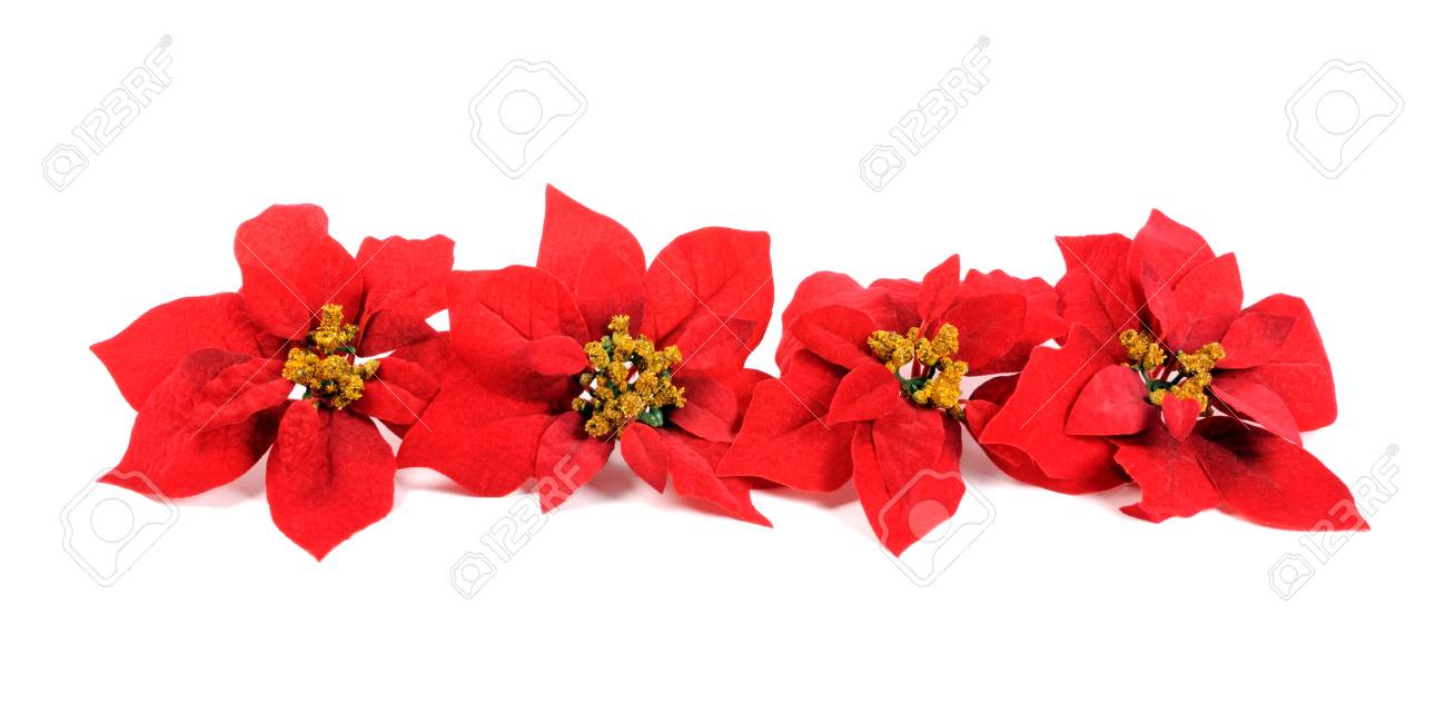 christmas flowers poinsettia border on a white stock photo 24587946