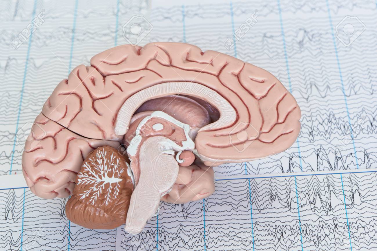 human brain model on background of brain waves from electroencephalography