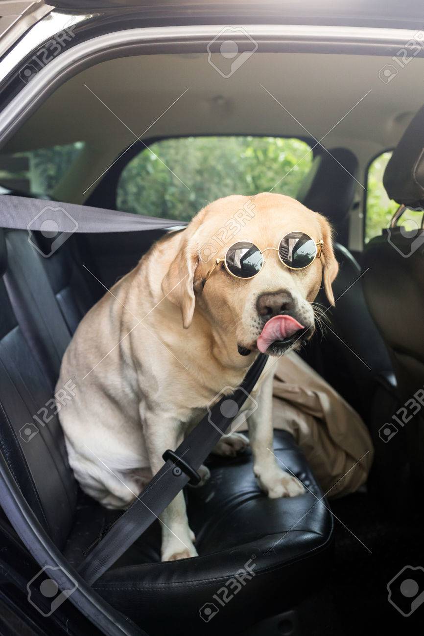 funny labrador pictures