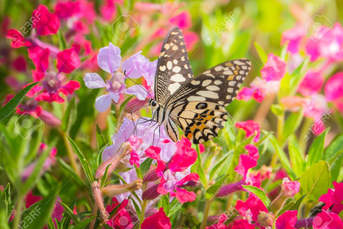 Beautiful Butterfly On Colorful Flower, Nature Background Stock ...