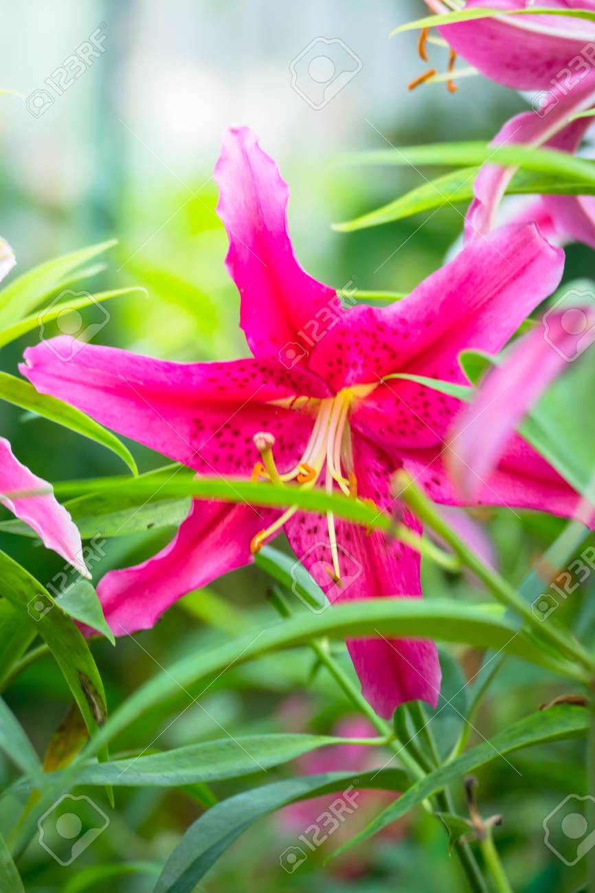 the background image of the colorful flowers background nature colorful nature pictures