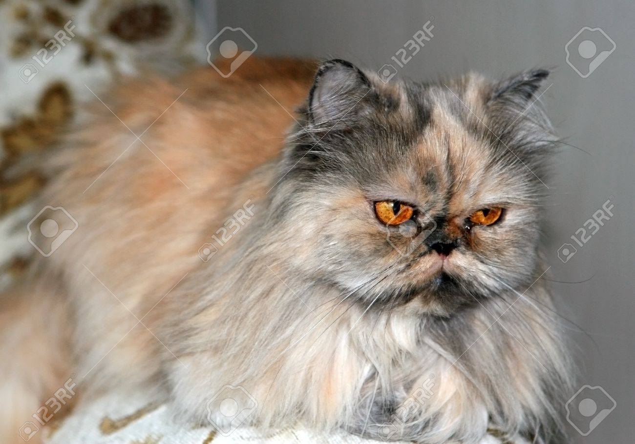 Bicolor Persian Cat Is Sitting - Stock Photos | Motion Array, image size:1300x910