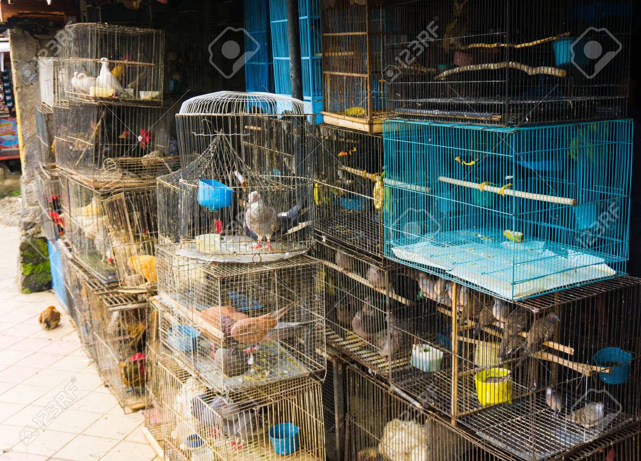 bird pet shop
