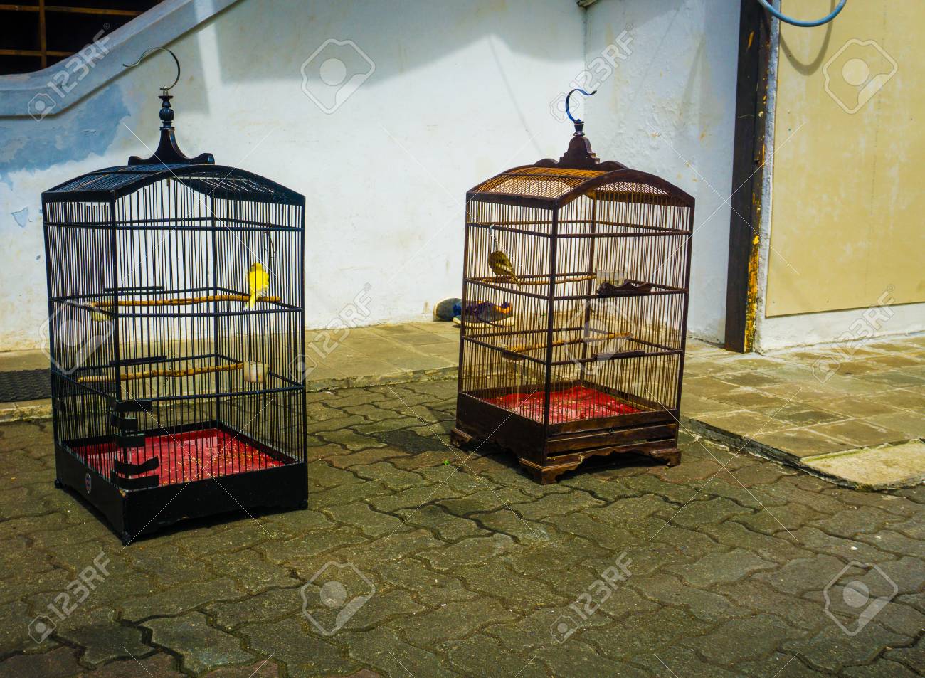 https://previews.123rf.com/images/teguhjatipras/teguhjatipras1703/teguhjatipras170300217/75372355-birds-in-cage-while-sunbathing-in-front-of-house-photo-taken-in-jakarta-indonesia.jpg