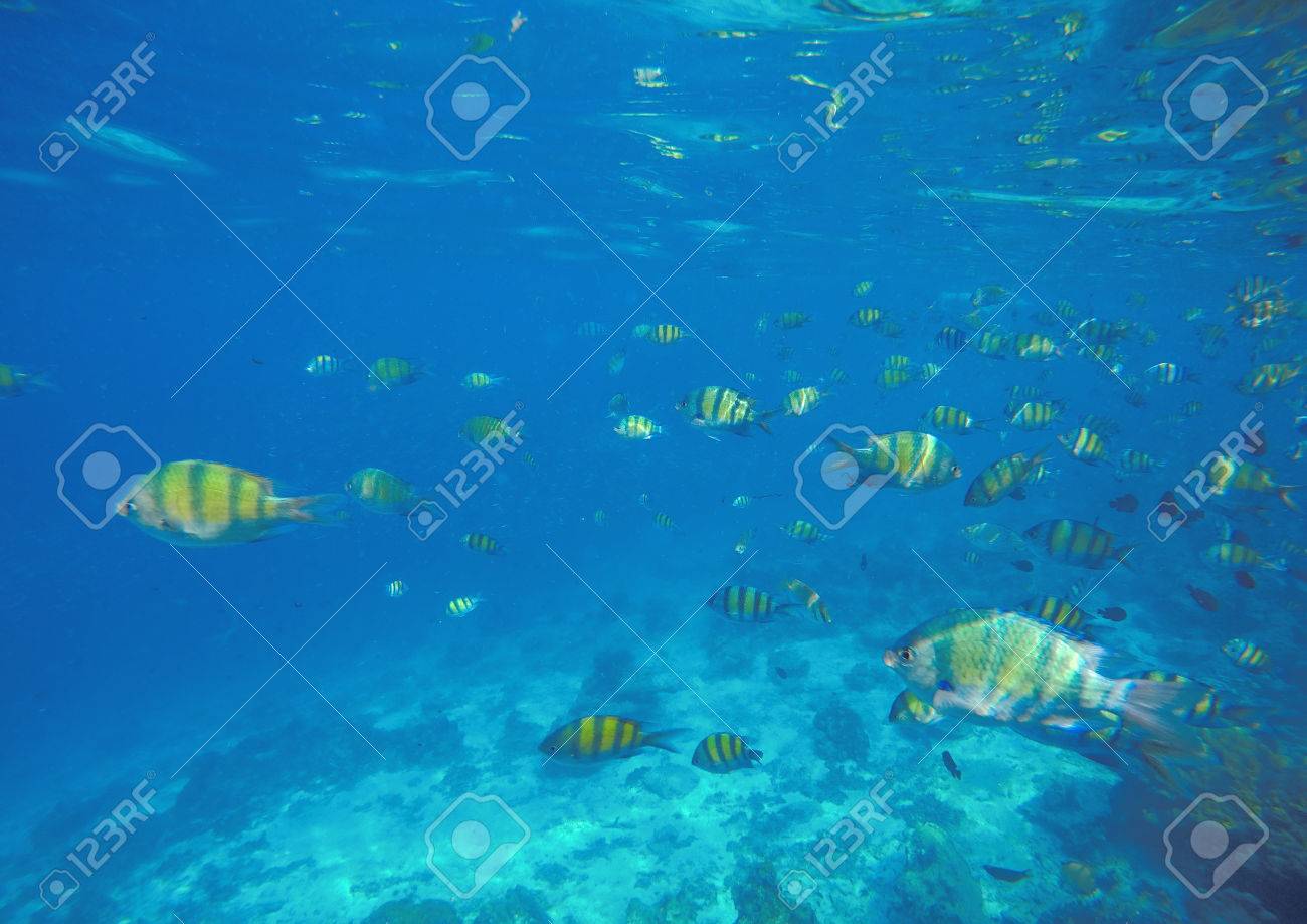 珊瑚礁魚類と水中の風景 Dascillus 魚の学校 黄色と黒のストライプのサンゴ魚 サンゴ礁の青い海の水をきれい 海洋の生態系 水中写真の壁紙 の写真素材 画像素材 Image