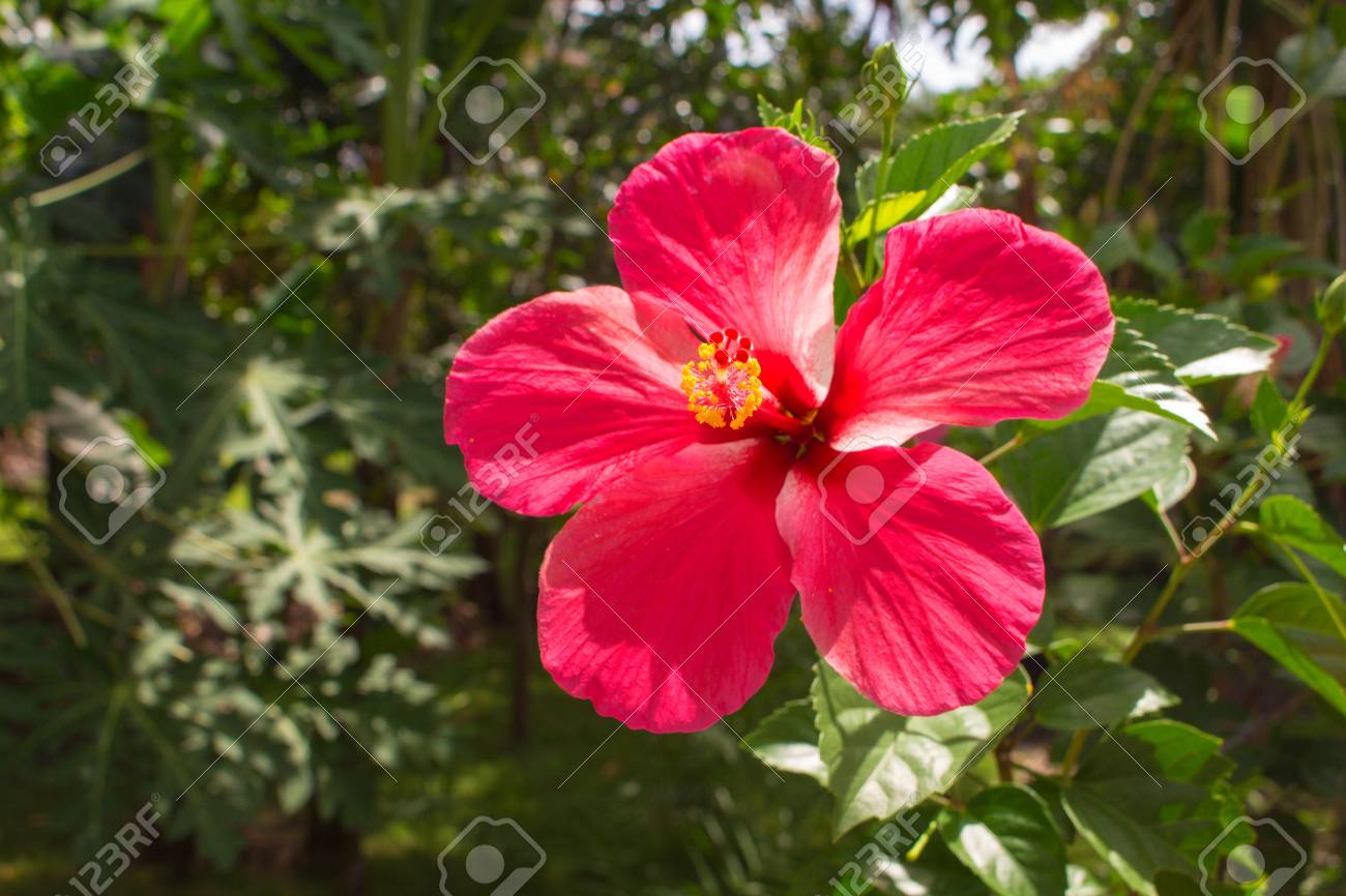 Blume Mit Langem Stempel