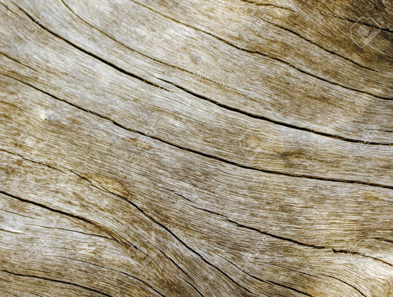 Foto Alta Vicina Di Struttura Di Legno Calda Priorità Bassa Di Legno Beige Di Seppia Vecchio Albero Bianco Vicino Al Mare Curve E Linee Su Legno