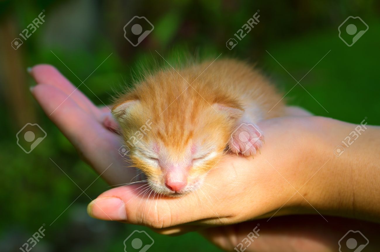 日光の下で手で新生児のキティ 新しい生まれた赤ちゃん猫 思いやりのある手で赤いキティ かわいい赤ちゃん猫の近くに写真 手で眠っているかわいい赤ちゃんペット 甘い猫のクローズ アップ かなり生まれたばかりの子猫画像を閉じる の写真素材 画像素材 Image