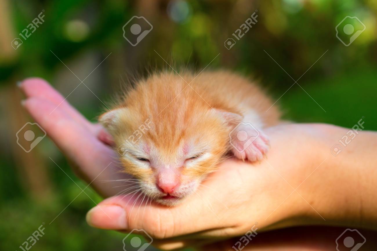 日光の下で手で新生児のキティ 新しい生まれた赤ちゃん猫 思いやりのある手で赤いキティ かわいい赤ちゃん猫の近くに写真 手で眠っているかわいい赤ちゃん ペット 甘い猫のクローズ アップ ブラインド生まれたばかりの子猫画像を閉じる の写真素材 画像素材 Image 日光の下で手で新生児のキティ 新しい生まれた赤ちゃん猫 思いやりのある手で赤いキティ かわいい赤ちゃん猫の近くに写真 手で眠っているかわいい赤ちゃん ペット 甘い猫のクローズ アップ ブラインド生まれたばかりの子猫画像を閉じる の写真素材 画像素材 Image