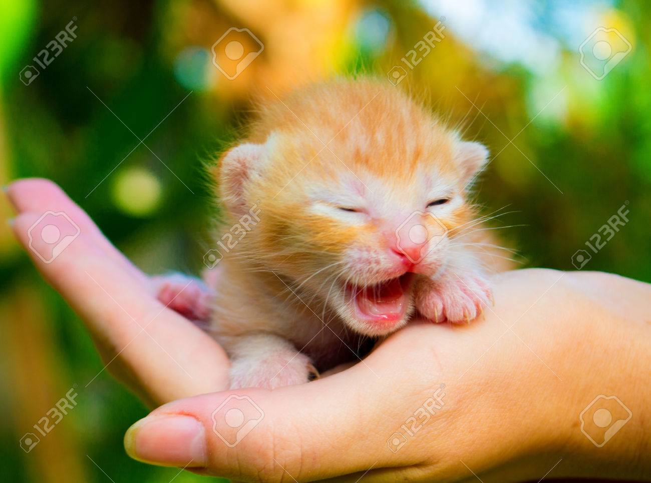 Le Premier Ne Du Chat Nouveau Ne Mignon Bebe Chaton Sur La Main Feminine Chaussee Eponge Rouge Grincant Petit Chaton Dans Une Main Attentionnee Jolie Petite Photo De Petit Chaton Chat Bebe Dans Le