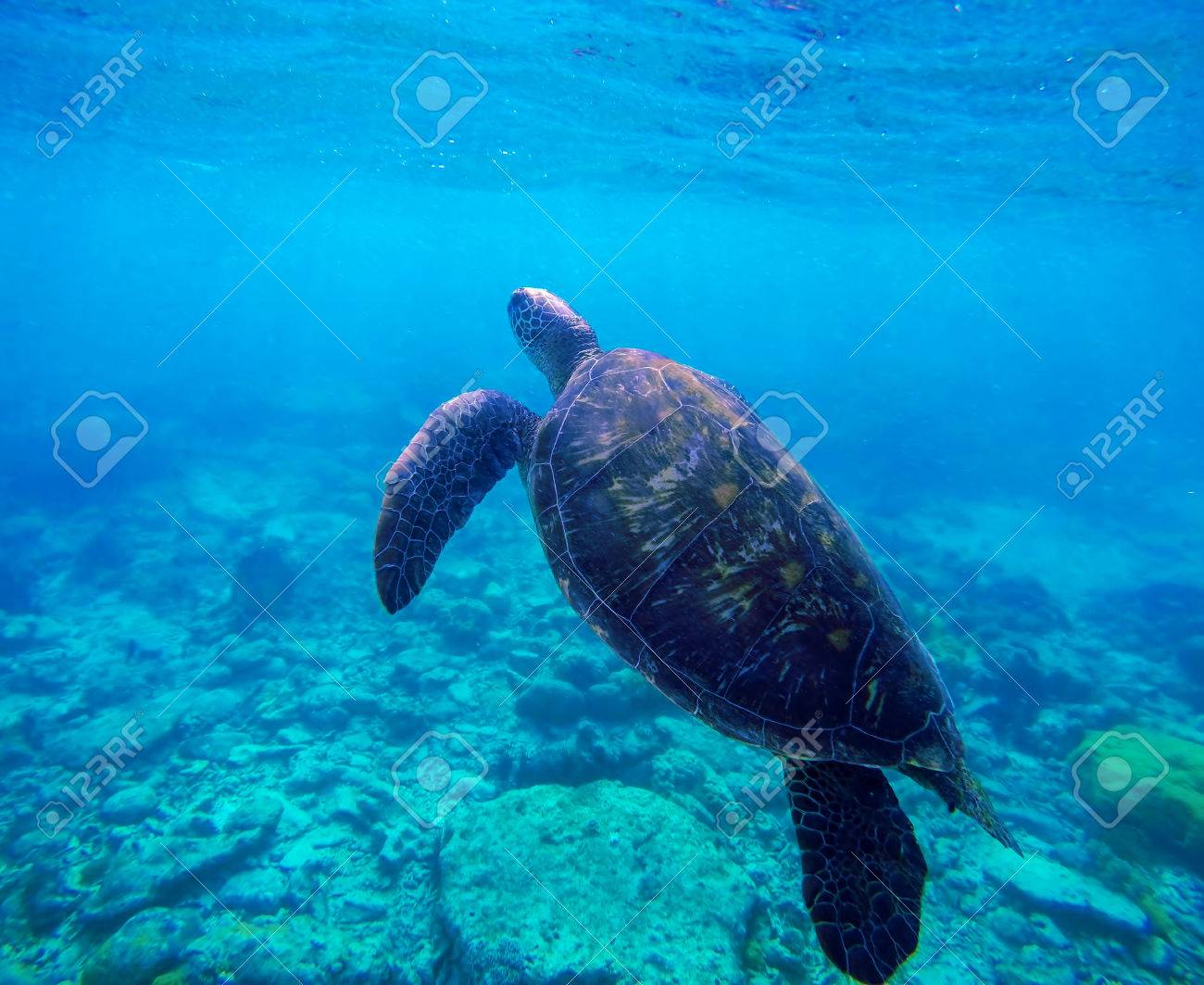 ウミガメ サンゴ礁 フィリピン アポ島で青い水の中 青い海のオリーブ リドリー カメ ウミガメのシルエット ウミガメのイメージ 海洋生物 大きな亀が海で泳いで 緑の海カメ の写真素材 画像素材 Image