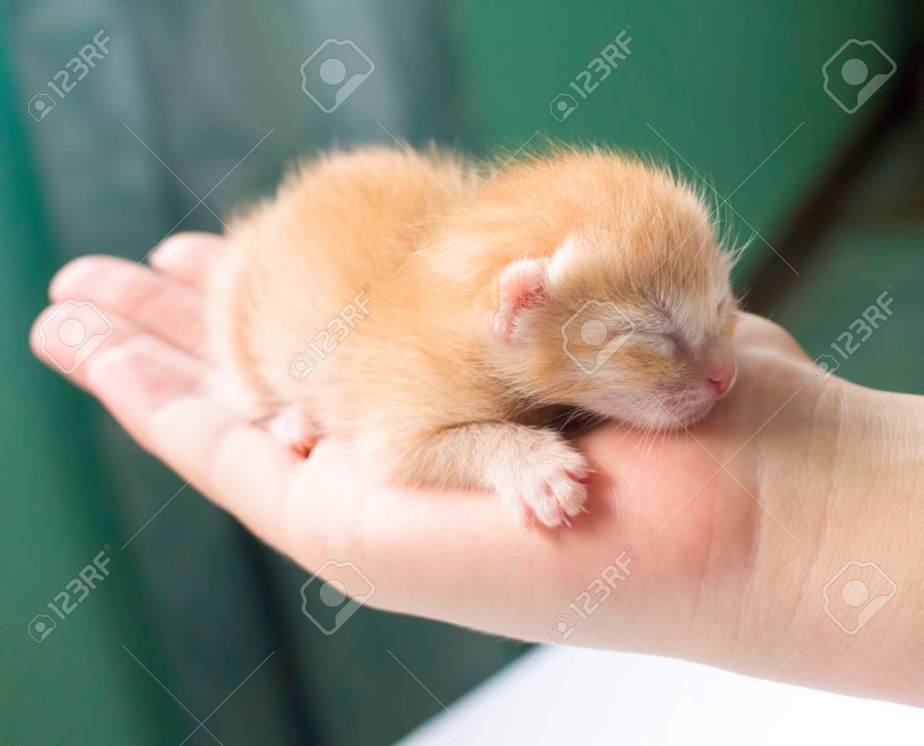Kitty Nouveau Ne A La Main Nouveau Ne Bebe Chat Kitty Rouge Dans Les Mains Attentionnees Joli Bebe Chat Photo Proche Adorable Animal De Compagnie Chaton Dormir Dans Les Mains Chat Doux Enfant Closeup