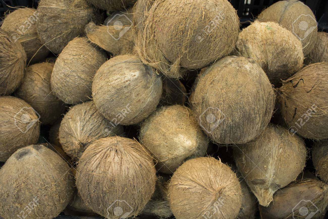 Primer Encuentro Internacional de Plurales - Página 7 69452520-cocos-enteros-en-pila-foto-de-cerca-frutas-ex%C3%B3ticas-o-la-tuerca-cocos-peludos-marr%C3%B3n-para-la-venta-la-vent