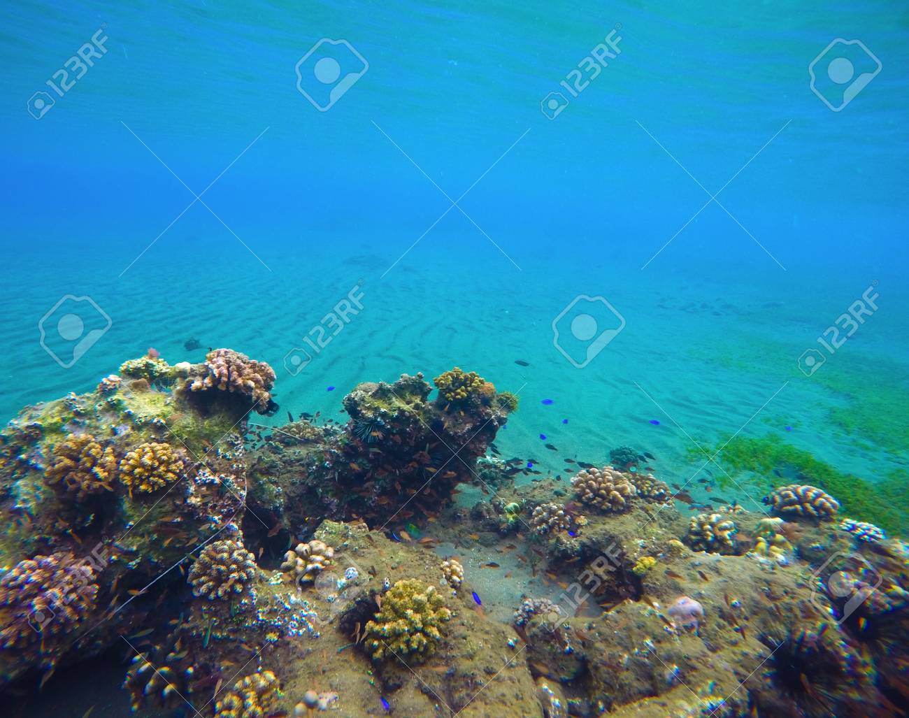 Underwater Landscape With Deep Blue Water And Colorful Corals. Coral Reef In Tropical Sea. Animals And Plants In The Ocean. Oceanic Ecosystem. Seaside Aquatory. Snorkeling Photo. Undersea Life. Stock Photo, Picture And Underwater Landscape With Deep Blue Water And Colorful Corals. Coral Reef In Tropical Sea. Animals And Plants In The Ocean. Oceanic Ecosystem. Seaside Aquatory. Snorkeling Photo. Undersea Life. Stock Photo, Picture And