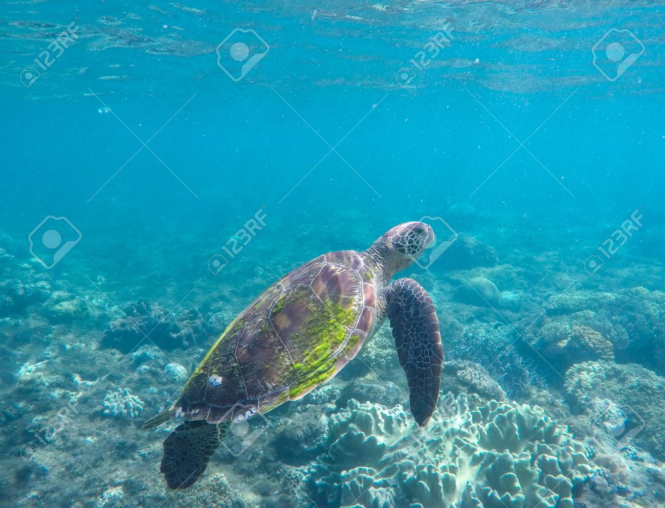 青い水の中ウミガメ 緑色の海亀 海で泳ぐ 珍しい海洋動物 アオウミガメのイメージ サンゴ礁におけるアオウミガメ 青い海と海の生物 シュノーケ リングや海カメとダイビング の写真素材 画像素材 Image