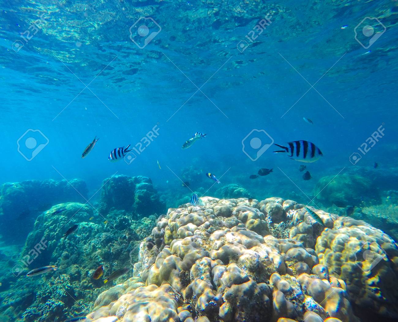 サンゴ礁熱帯魚水中イメージ 魚は 海底の写真をシルエットします サンゴ礁のラグーンできれいな青い海 海洋の生態系 水中写真の壁紙 天然のエキゾチックな水族館 の写真素材 画像素材 Image