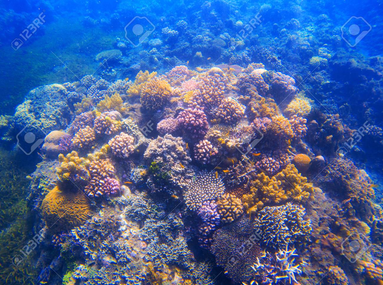 ってからの 海 海底 サンゴ 海藻の通販 By プロフ必ず読んで下さい ラクマ アシッドフ