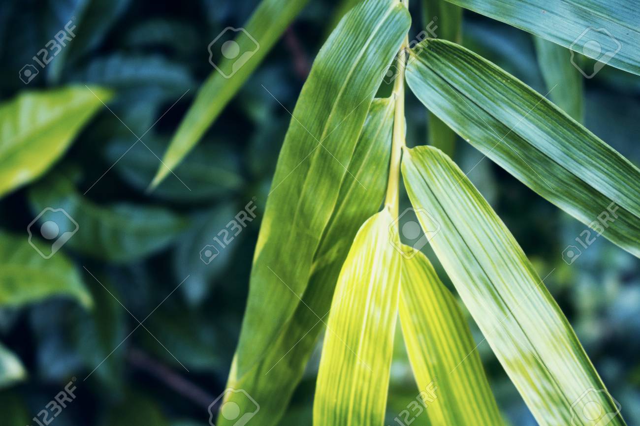緑の背景の明るい笹の葉 竹葉ムーディー スタイル トーン スパサロン 瞑想の壁紙 禅のポスターの写真です 新鮮な緑の葉 熱帯庭の緑 日本の植物 竹の室内装飾 の写真素材 画像素材 Image