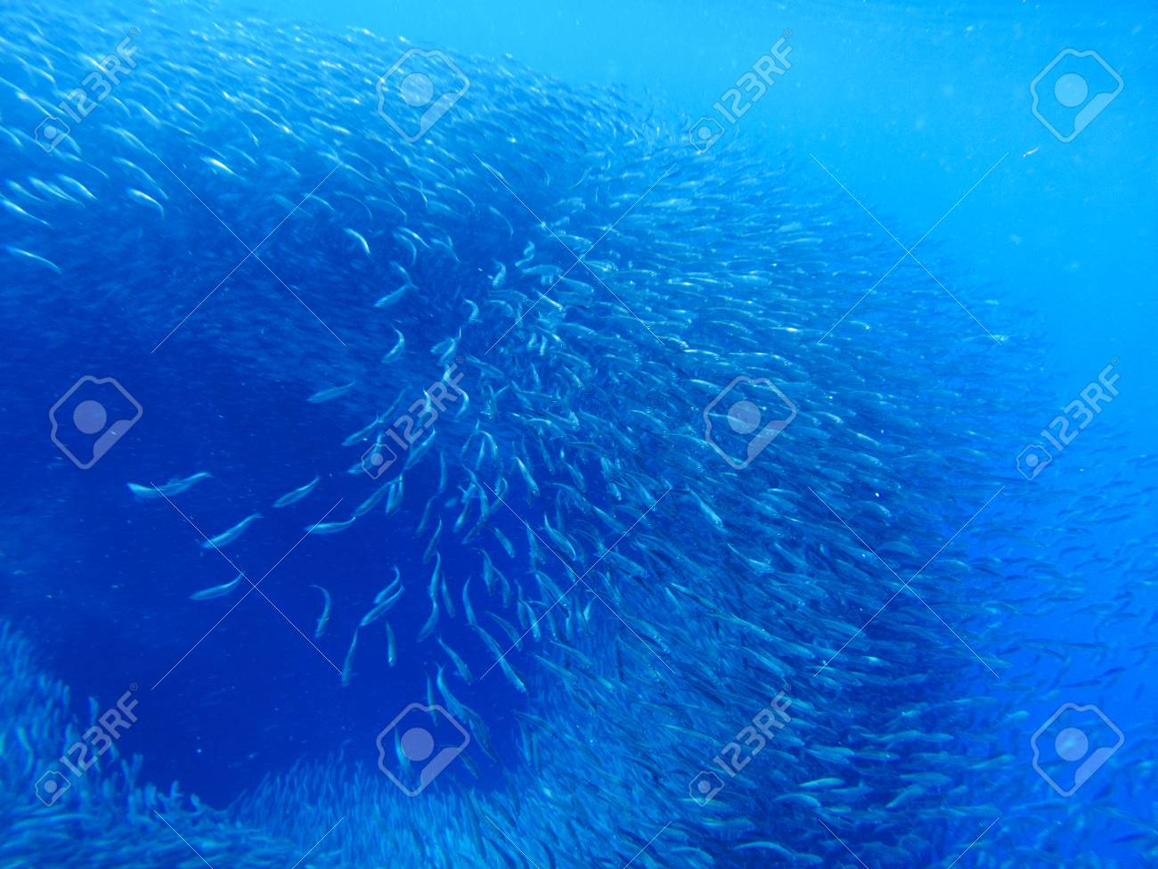 青い海の水でイワシのコロニー 巨大な魚は 海底写真を学校します 銀の魚は海水で泳ぐ サバは 商業漁業をショールします 水中の海洋野生動物 魚介類の Seafish の写真素材 画像素材 Image