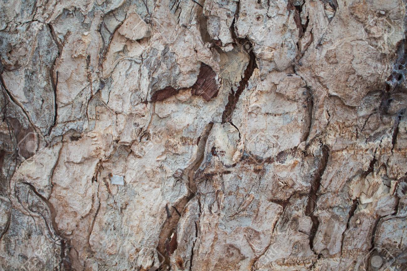 Foto Rustica Da Textura Do Close Up Da Casca De Carvalho Close Up Rustico Do Tronco De Arvore Padrao De Casca De Carvalho Fundo De Madeira Texturizada Superficie De Madeira Resistida Casca