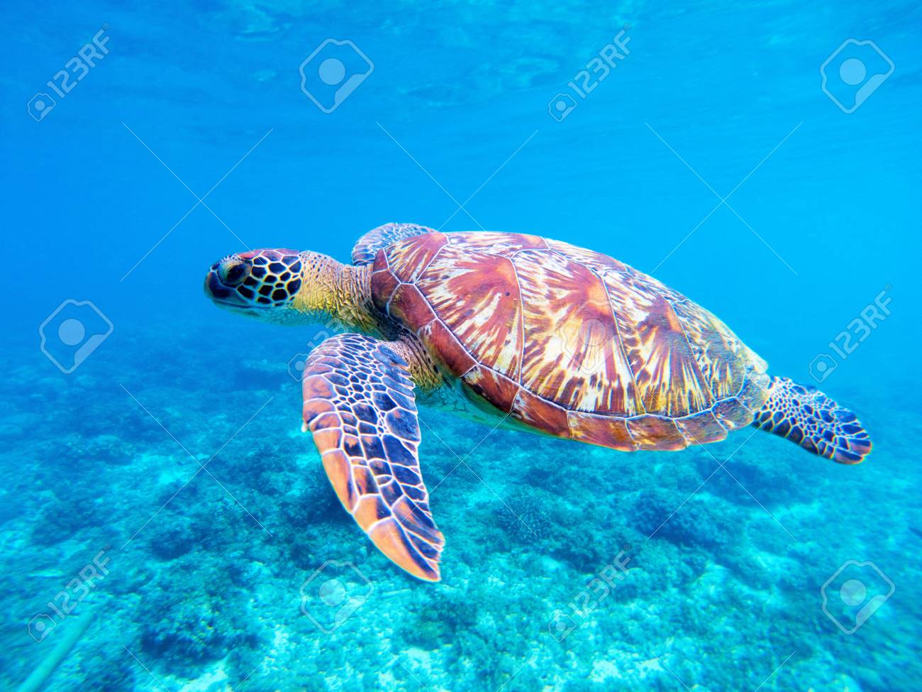 グリーンシータートルクローズアップ ビッググリーンウミガメクローズアップ 大自然の中の海洋種 熱帯ウミガメ 亀の写真 青い水に大きなカメ 水中の水生動物 亀の聖域 の写真素材 画像素材 Image