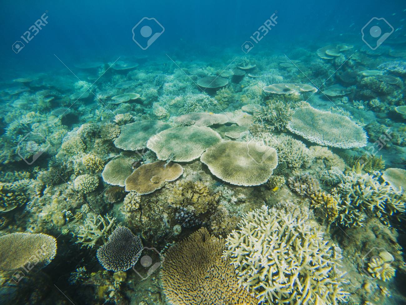 Vue De Coraux De Table Dans Le Récif De Corail Photo Sous Marine Des Habitants Du Littoral Tropical Animal De Récif Corallien Nature De La Mer -