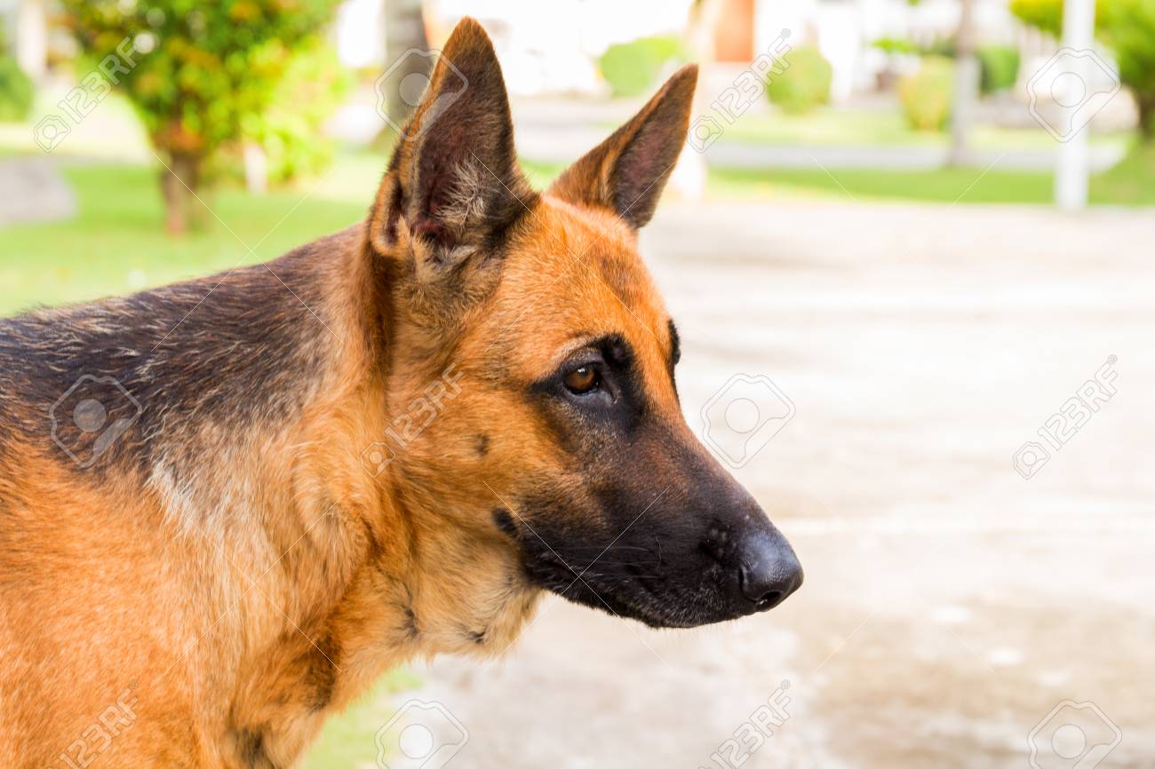 Shepherd Breeders Dog Breed Big Head German Shepherd Young Fluffy Dog Breed  German Shepherd Lying In The Garden Outdoor Stock Photo Alamy, image size:1300x866