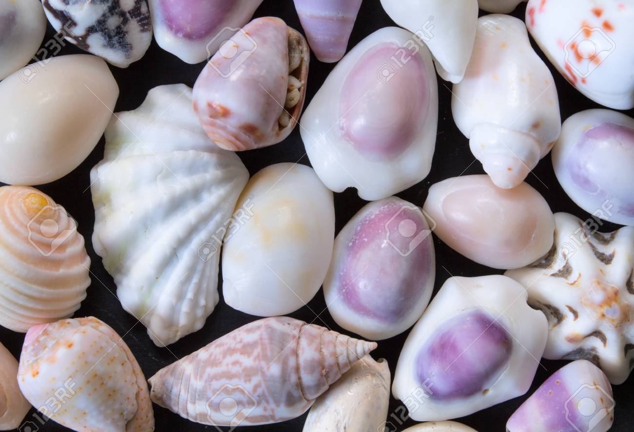 white purple sea shells background small shells closeup sea sea shell template