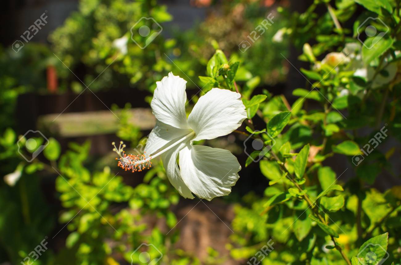 Curcuma Plantation Entretien Côté Maison