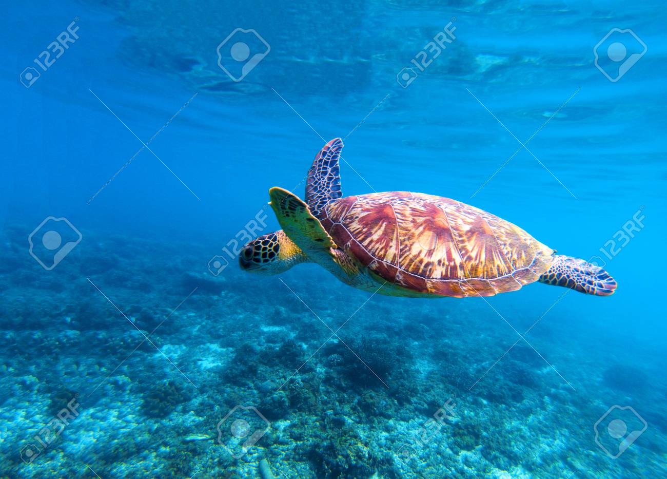 ウミガメは 海の水で泳ぐ オリーブ グリーンの海亀のクローズ アップ 熱帯のサンゴ礁の生活 海底海洋カメ 熱帯の海岸生態系 青い水の中の大きな亀 海の 動物の水中写真 の写真素材 画像素材 Image ウミガメは 海の水で泳ぐ オリーブ グリーンの海亀のクローズ アップ 熱帯のサンゴ礁の生活 海底海洋カメ 熱帯の海岸生態系 青い水の中の大きな亀 海の 動物の水中写真 の写真素材 画像素材 Image