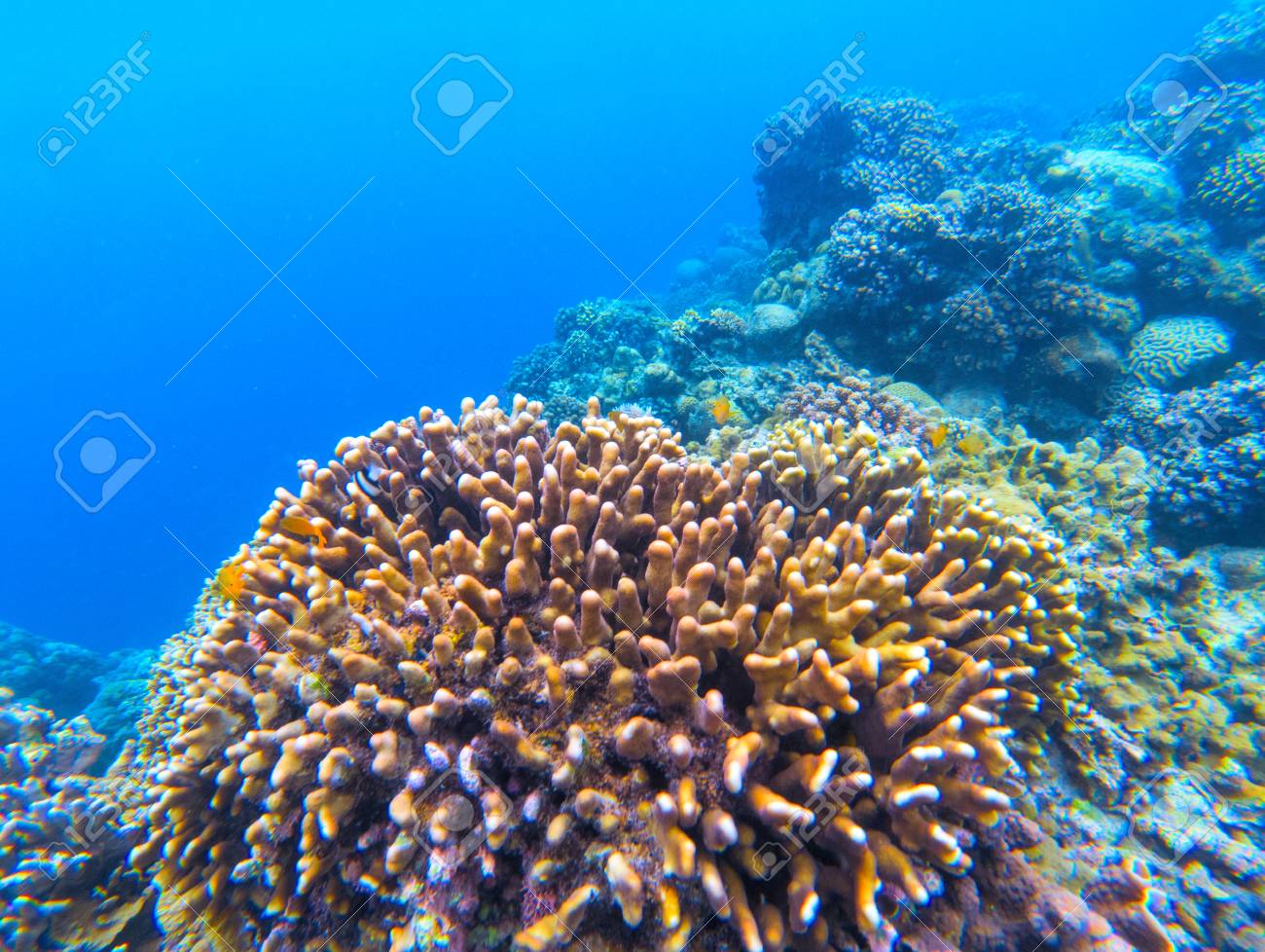 Paysage Sous Marin Avec Récif De Corail Corail Photo Sous Marine Texture De Bord De Mer Faune De Leau De Mer Bleue écosystème Corallien De La Mer -