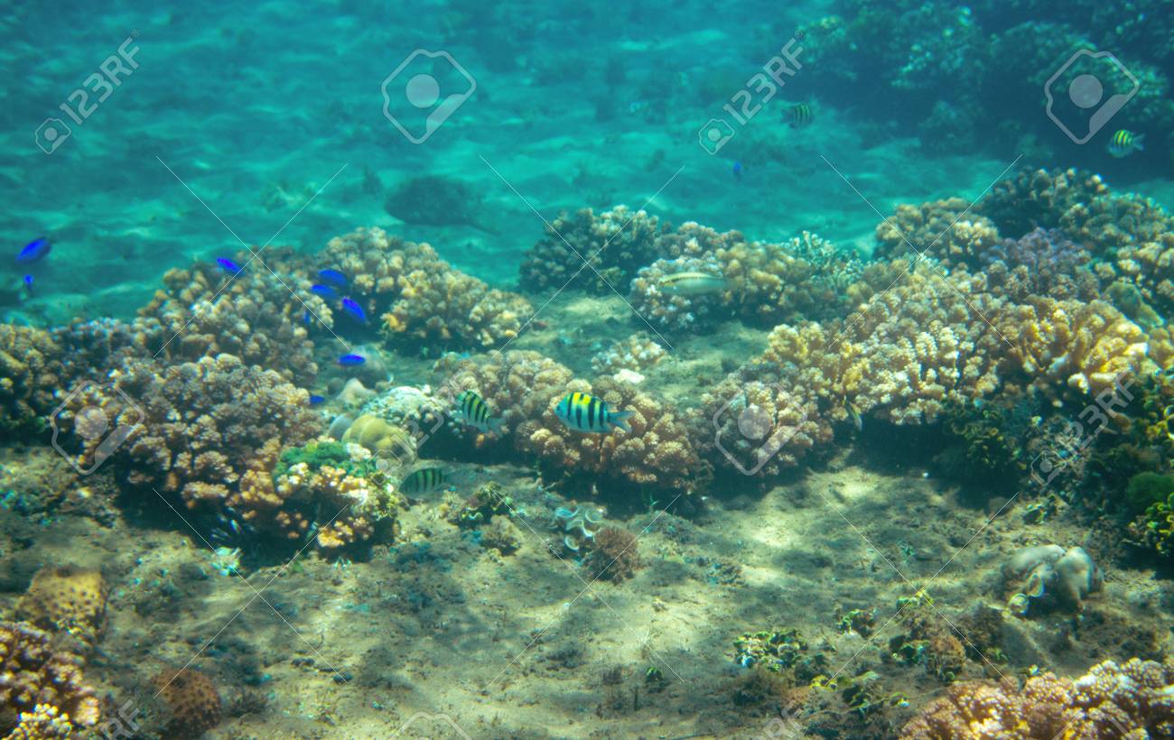サンゴ礁の小さな青い魚 熱帯海岸住民の水中写真 サンゴ礁の動物 暖かい海の自然 カラフルな海水魚とサンゴ 海洋生物の海中の眺め サンゴ礁の風景 の写真素材 画像素材 Image