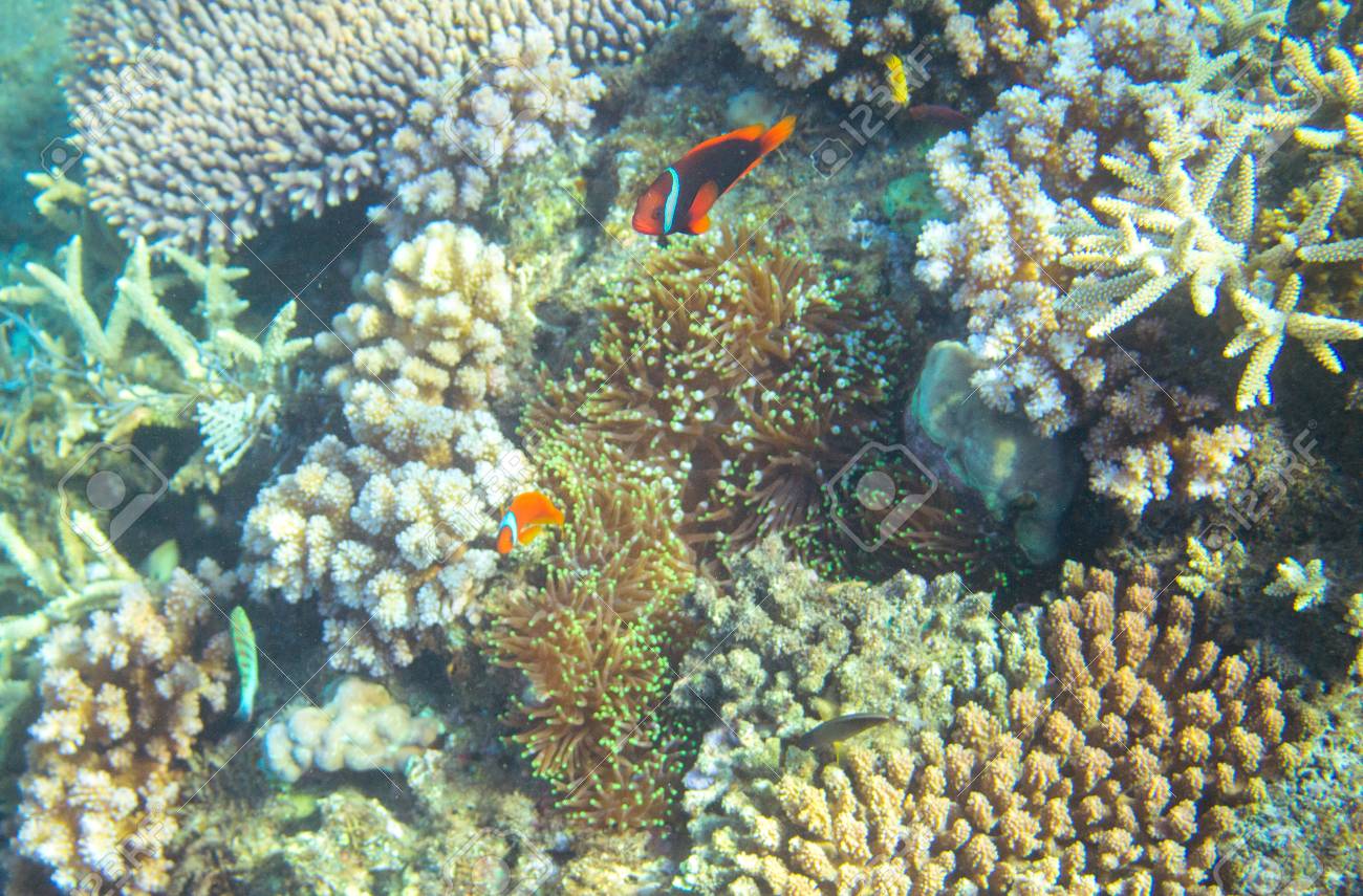 Poisson Clown Dans Les Récifs Coralliens Photo Sous Marine Des Habitants Du Littoral Tropical Poisson Clown Récif Corallien Nature De La Mer -