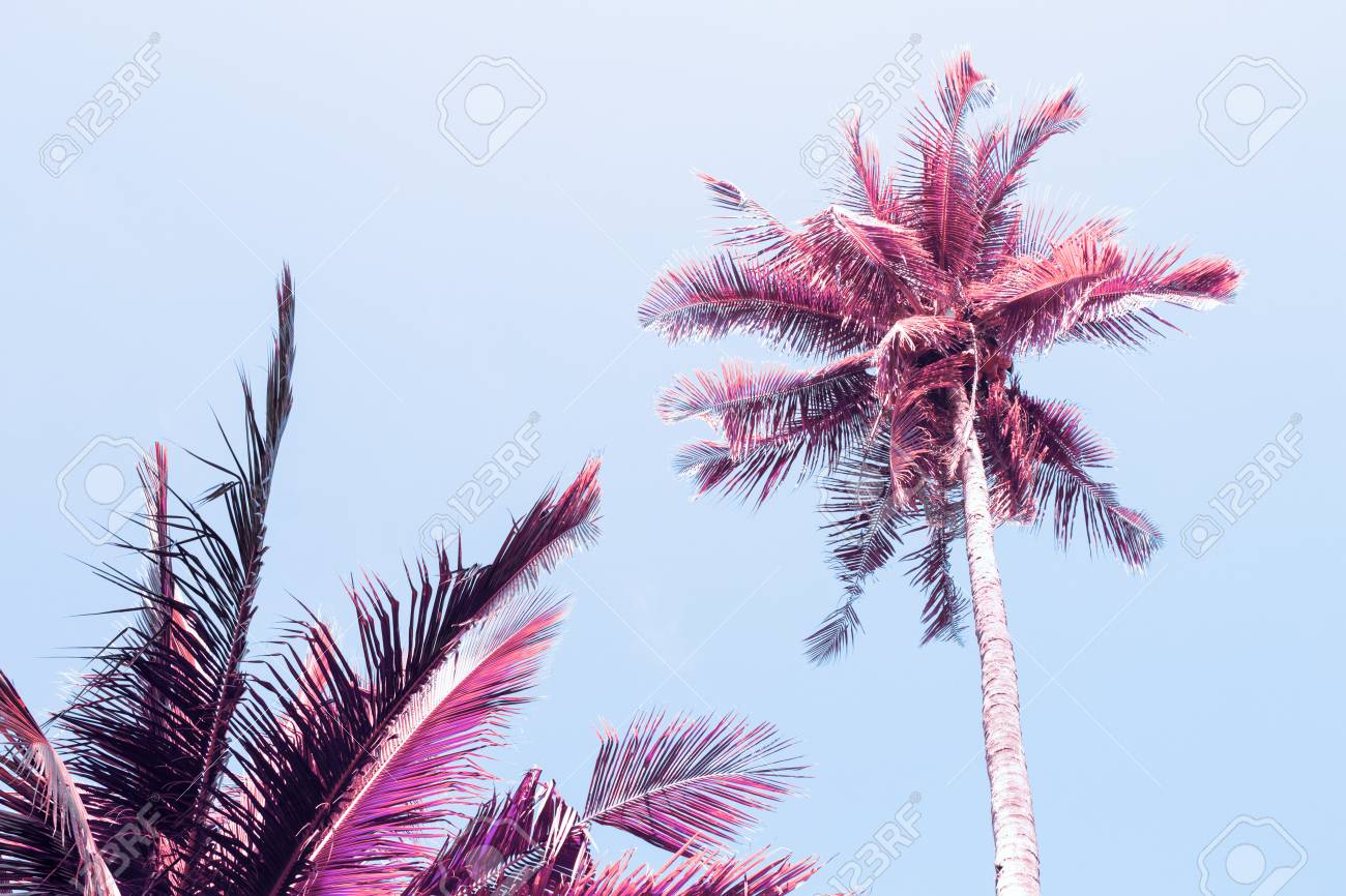 Fluffy Palm Tree Crown On Sunny Blue Sky Background Retro Blue Stock Photo Picture And Royalty Free Image Image 91633056 fluffy palm tree crown on sunny blue sky background retro blue