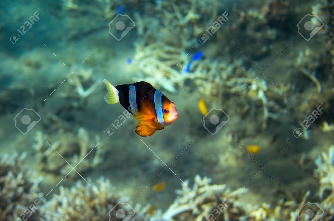 海岸の熱帯魚ピエロフィッシュ サンゴの魚の水中写真 オレンジと黒のアネマネフィッシュクローズアップ サンゴ礁の動物 暖かい熱帯の海岸の動物 野生の自然の中で水族館の魚 カラフルなサンゴの魚 の写真素材 画像素材 Image 海岸の熱帯魚ピエロフィッシュ サンゴの魚の水中写真 オレンジと黒のアネマネフィッシュクローズアップ サンゴ礁の動物 暖かい熱帯の海岸の動物 野生の自然の中で水族館の魚 カラフルなサンゴの魚 の写真素材 画像素材 Image