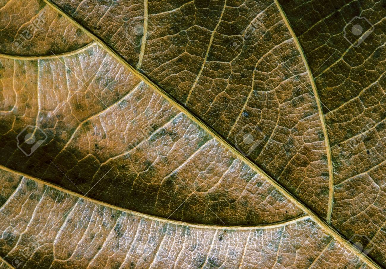 緑色の黄色の葉のクローズアップ 秋の葉のテクスチャマクロ写真 乾燥葉静脈パターン ツリーリーフ サーフェス 秋の季節のバナーテンプレート 葉っぱ構造マクロ写真 秋の自然のディテール ドライ静脈の装飾 の写真素材 画像素材 Image