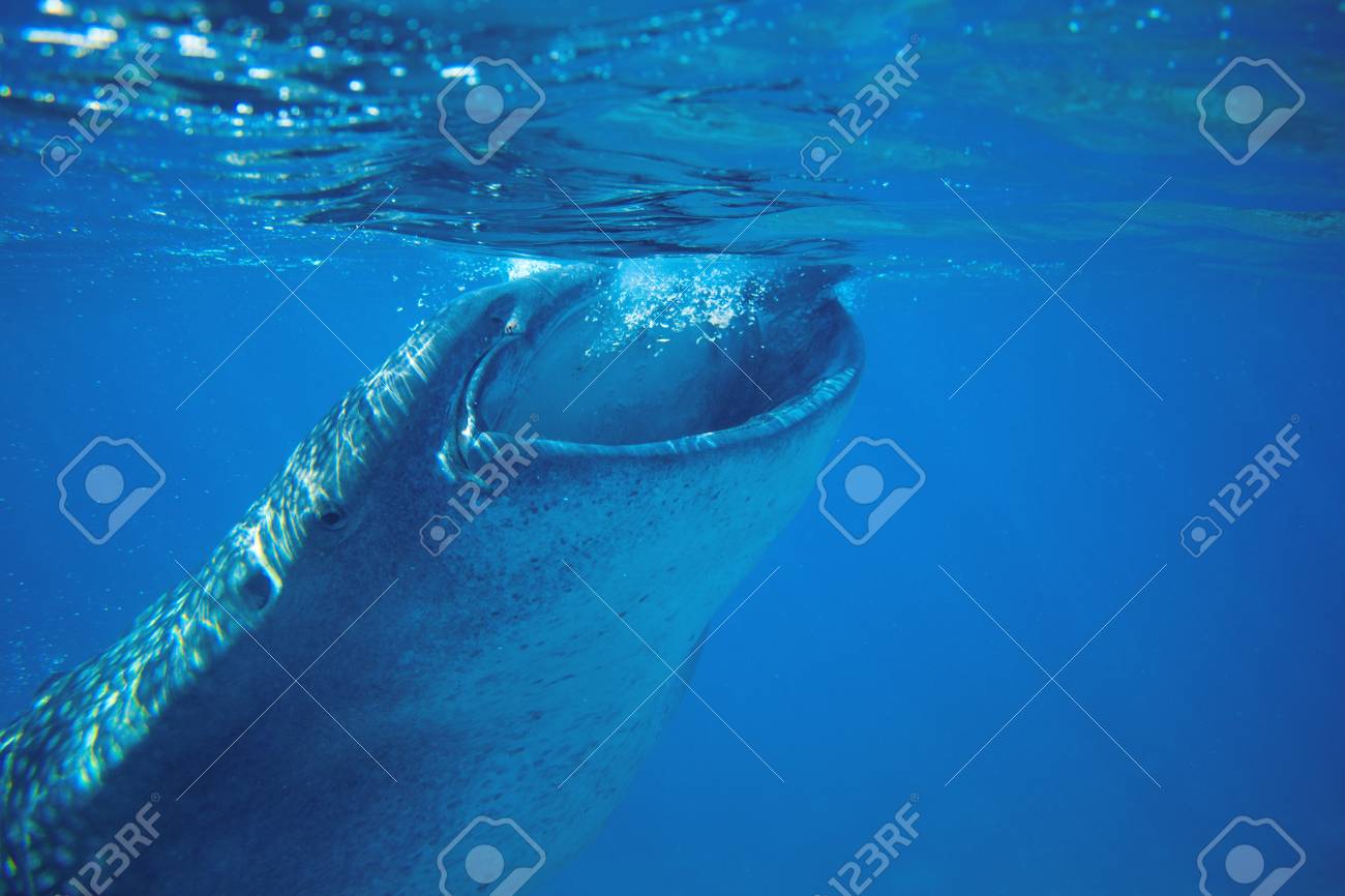 수중 사진을 먹이 고래 상어. 바다 표면에 의해 고래 상어 머리 근접 촬영입니다. 거대한 해양 동물. 자연 환경에서 가장 큰 상어.  필리핀에서 고래 상어와 함께 스노클링 또는 다이빙 로열티 무료 사진, 그림,