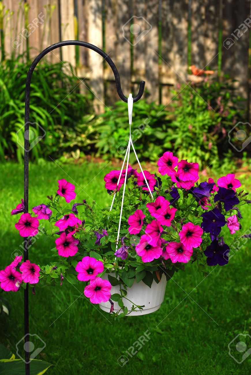hanging basket of blooming purple petunias - 7161189 hanging basket of blooming purple petunias - 7161189