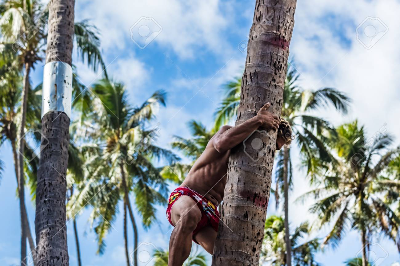 climbing coconut tree stock