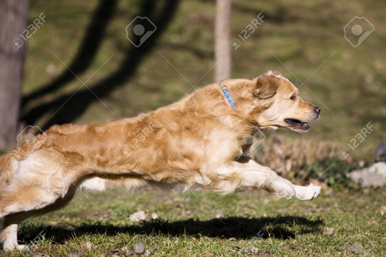 how fast can a golden retriever run