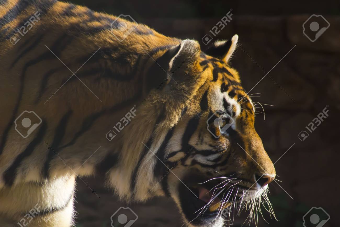 etiam-dictum-ipsum-a-felis