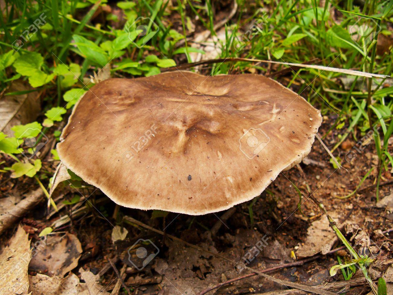 自然の中で大きくて茶色のキノコ の写真素材 画像素材 Image 10659919