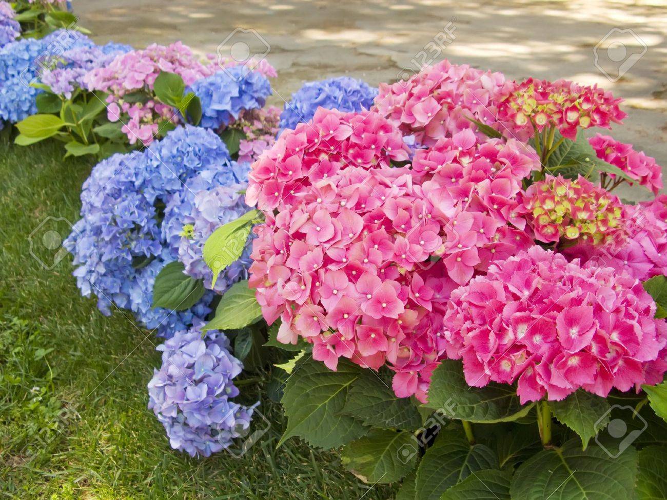 Hydrangea pink and blue flowers at the garden - 10681972 Hydrangea pink and blue flowers at the garden - 10681972