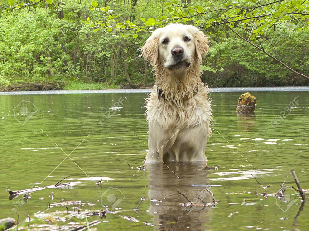 Golden Retriever In The Water With A Funny Face Stock Photo, Picture And Royalty Free Image. Image 12004553. Golden Retriever In The Water With A Funny Face Stock Photo, Picture And Royalty Free Image. Image 12004553.