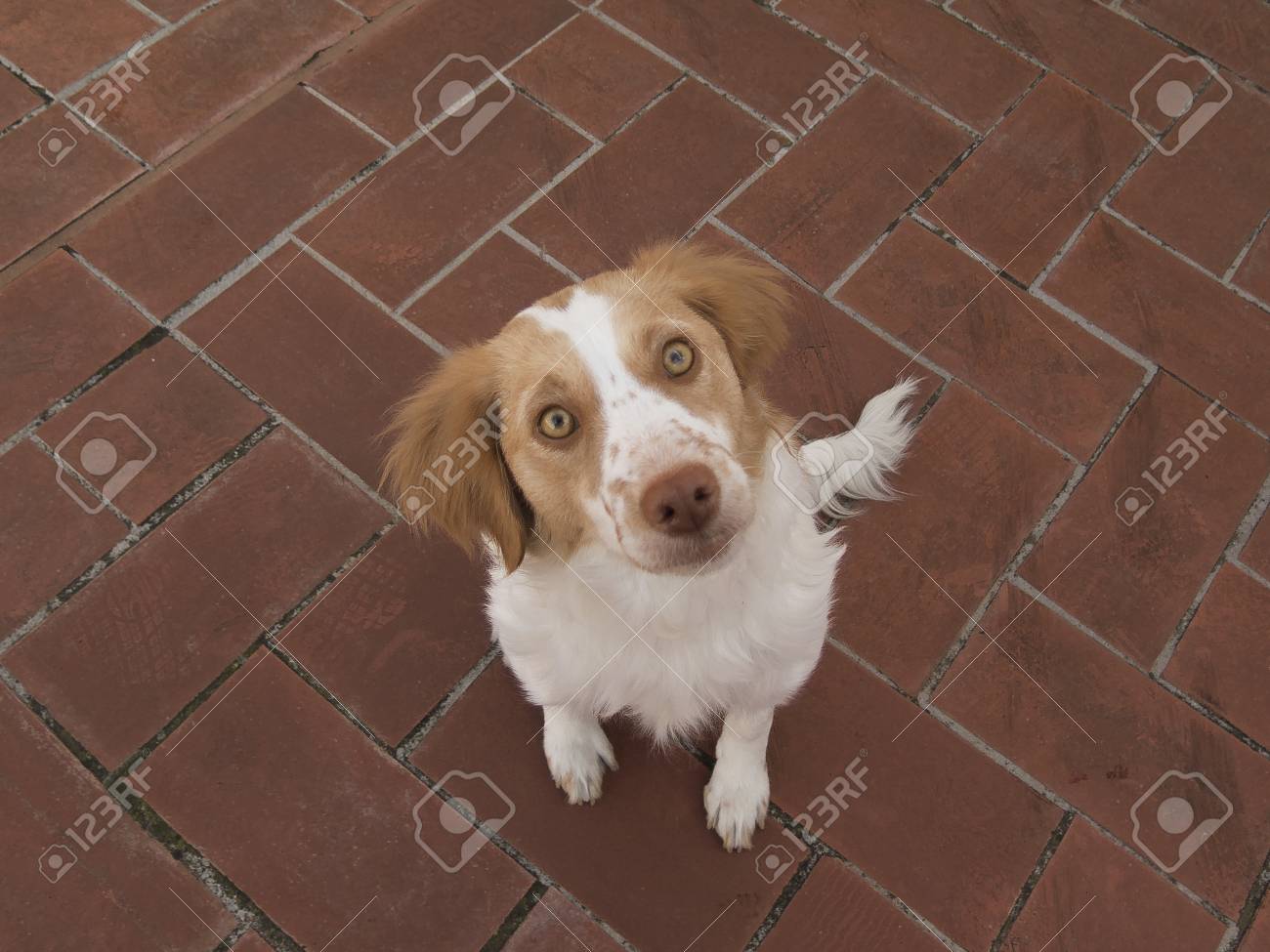 Spaniel Breton Brittany Spaniel Dog Stock Photo Picture And Royalty Free Image Image 101686913